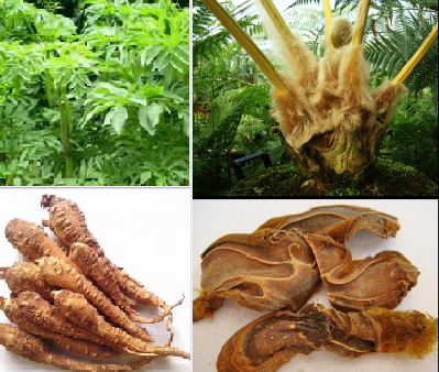 Không có ảnh